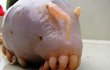바다에 이런 동물이 살고 있을 줄이야~!!..."12개 다리, 10cm 더듬이"