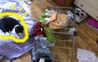 미댓님 그리워서 내가 쓰는 웃긴사진 6