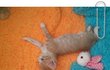 ! 아기고양이 나미 2탄 뚜둥 !