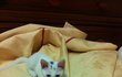 여자사람과일곱마리고양이 4