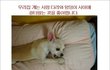웃고싶어 직접올리는 웃긴댓글,만화,공감 10