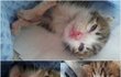 (비명주의) 동물농장막내, 아기 고양이 옹이!!!!!!!!