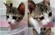 2탄!!!(비명주의) 동물농장막내, 아기 고양이 옹이!!!!!!!! 