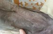 젖꼭지 날렸다고 항의글에 대한 애견샵주 입니다.  -첨가-