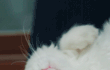 5탄 (사진有) 내애묘소 이런 고양이 만나봤어?