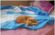 길냥이~ 봉구예요♥ 동영상도 첨부!