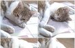 ☆★궁서체같은 우리집 고양년(사진有)☆★