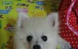 [★크림포메★]자꾸자꾸 보고싶은 감자^!^(2탄)