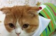 우리집 아깽이 쏘세지에욤 ~ 