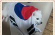 ★☆화이트 포메 달이 이야기☆★