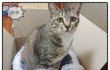 촤하하~~~ 울집 고양이 웃긴 표정들