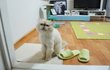 마중 나오는 고양이.