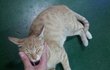 (2탄) 부르면 달려나오는 고양이!!
