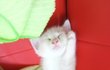 울 귀염둥이 길냥이 찡이를 소개할꼐요!!