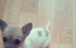 이렇게 귀여운 똥강아지 봣나요 산소같은 산소♥  