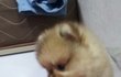 [포메] 이쁜 내 아들 자랑하기 :)
