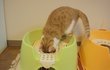 동물사랑방 최초? 고양이화장실 판(유봉이 앙즈판)
