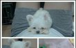 10일만에 폐사한 강아지를 책임회피하는업체(+내용추가)