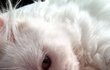 우리 딸기코 냥이 딸기보러 오세요~(^8^)~♥