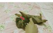 닥스훈트 장모 ! 장가 보내고 싶어요 ㅜㅜ 