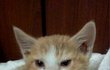 길냥이 금이, 운명적인 만남과 지금까지의 풀스토리, 보실래요?