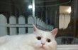 송중기씨 닮은 우리 고양이