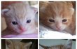 울고양이들의 아갱이시절 (유봉이 앙즈 추석특집판)
