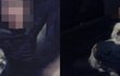 유기견 순둥이 입양후 지금까지의 모습♡