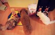 사진有)) 개한마리+고양이 일곱마리!!