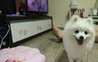 강아지와 고양이 세자매♥