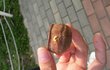 벌레와초콜렛의은밀한동침