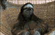 네이트판 영자.gif