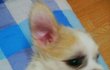 ^^*넘귀여운믹스犬말포이?"말티즈+포메"(+사진추가