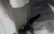 有 ) 저희 냥이 달이를 구원해주세요.