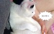 [냥판] 대두김용배의 큰머리자랑