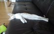 귀여운 고양이 사진 한컷!