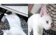 고양이'모모' 잠자는 사진모음 ㅎㅎ
