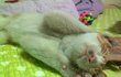 [냥판6]뚱묘와 아이들. 쿄우! 집냥이 되다!!!!!!!