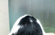 [냥판] 대두김용배의 미래를 다녀왔다쉬먀