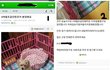 아픈강아지인거 숨기고 분양하고 잠적한 전주인 .. 도와주세여