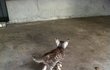 일본유학중 줏어온 길냥이 초코 ^^ 