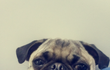 못생긴 퍼그는 바로 우리집 개