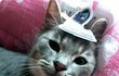 고양이 일기 1화 ~ 15화