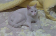 냥이 주인을 찾습니다!! (대신키워주실 분이라도..)