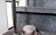 [냥판]길고양이 냥이를 소개해유 =οω  ο=
