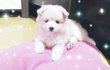 포메리안 콩이 성장기 사진 방출~