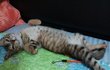 [냥이]부산냥이봉자