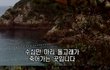일본의 돌고래 학살 (사진有 / 수정)