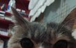 김고양이 스무번째