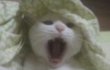 (정체불명) 우리집 피로물질 !!!!!!!!!!!!!!!!!!!!!!!